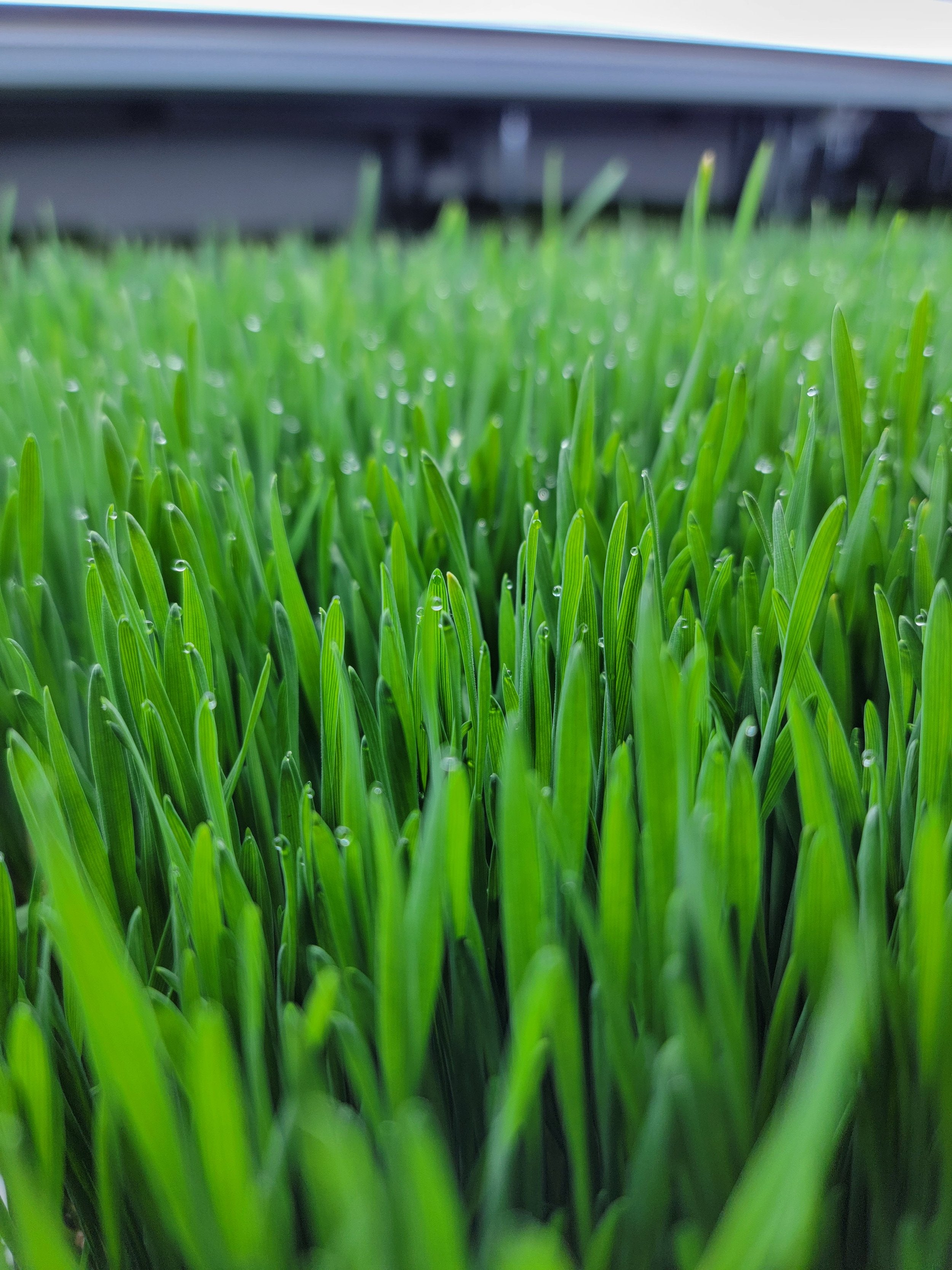 Wheatgrass Juice Weekly 5 bottles