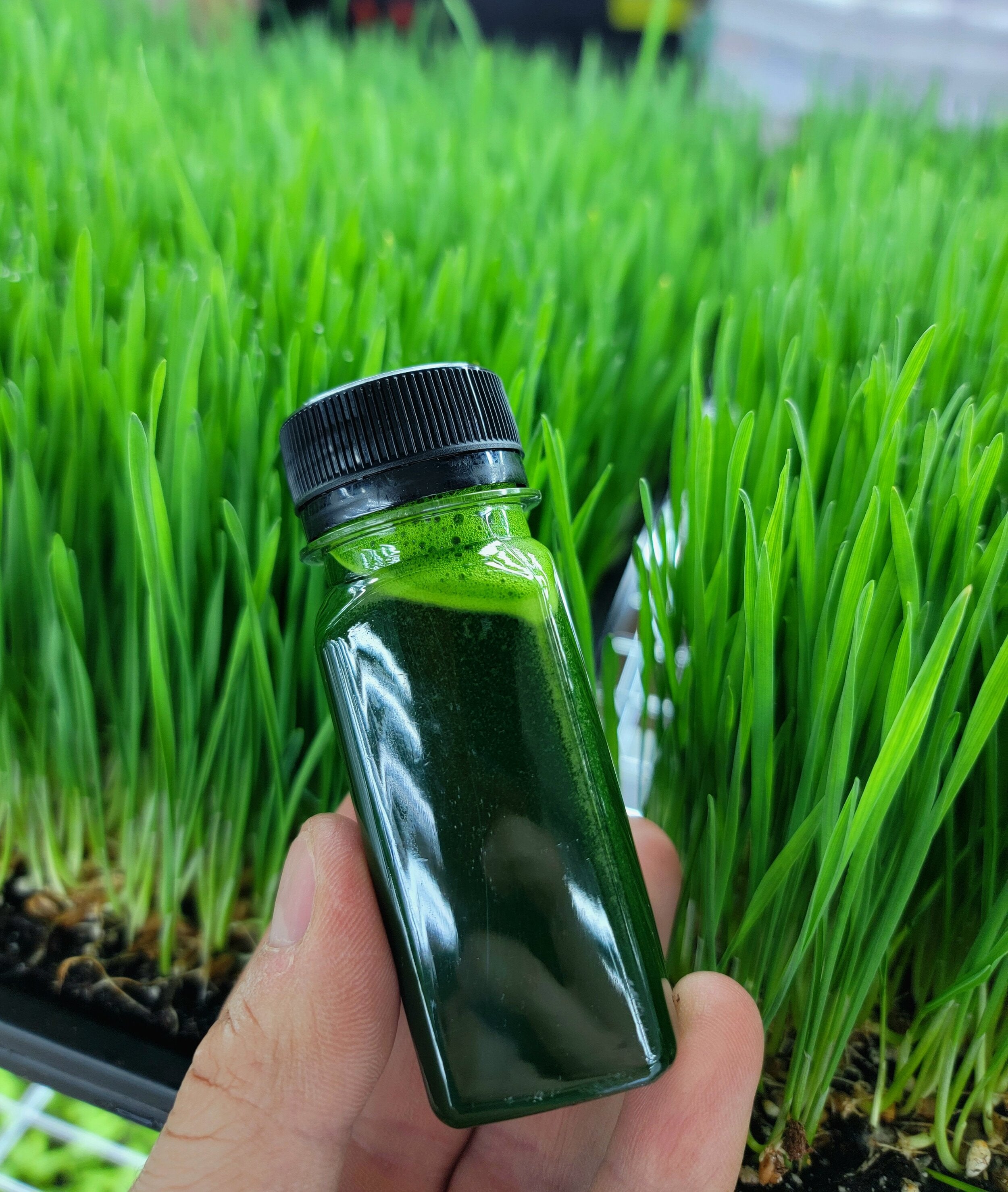 Wheatgrass Juice Weekly 5 bottles